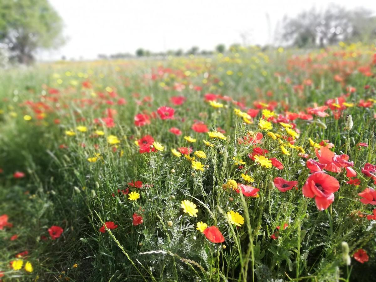 מודיקה Agriturismo Fondo Paliemmu מראה חיצוני תמונה